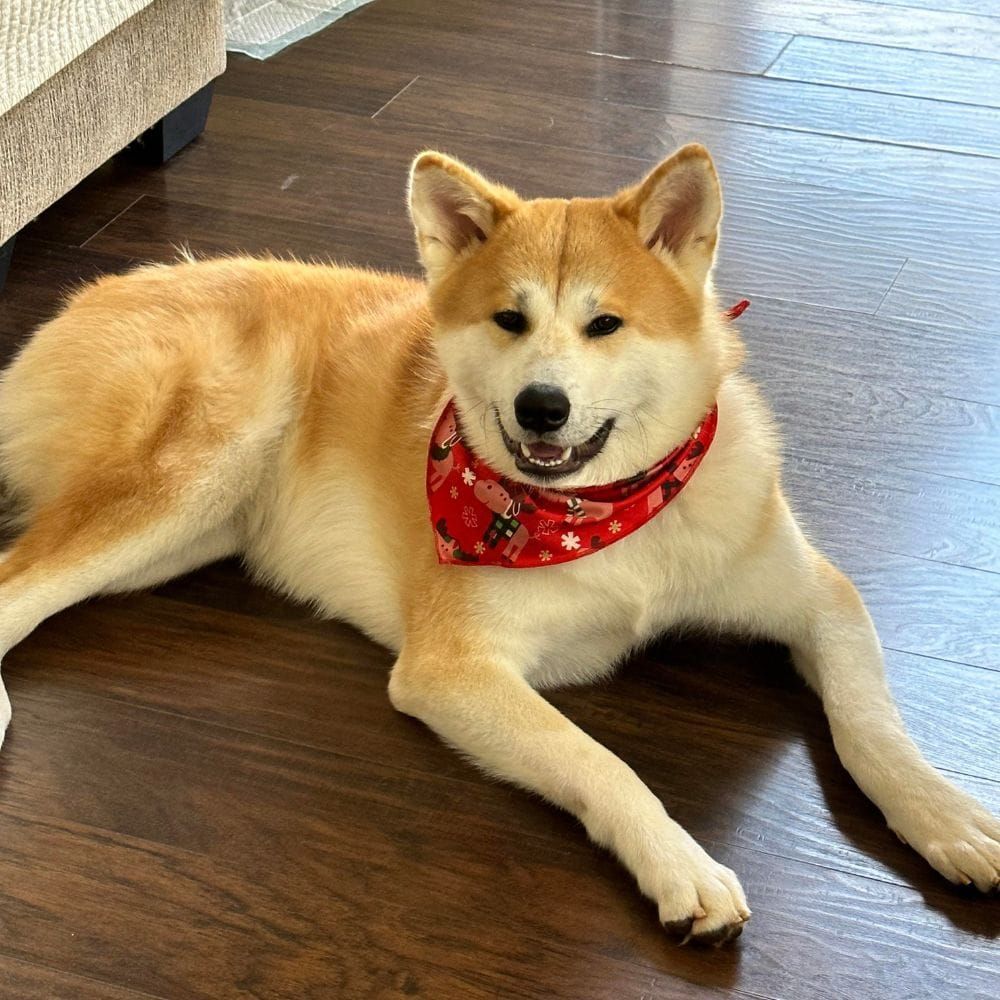 Akita Inu