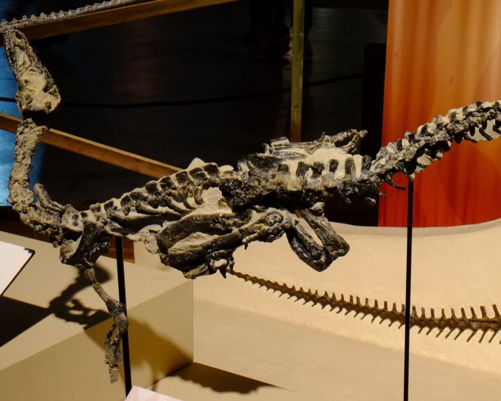 Eoraptor