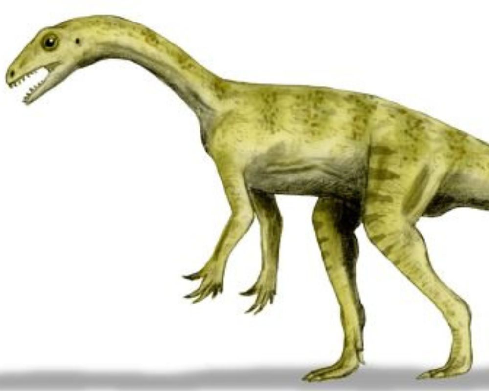 Pantydraco