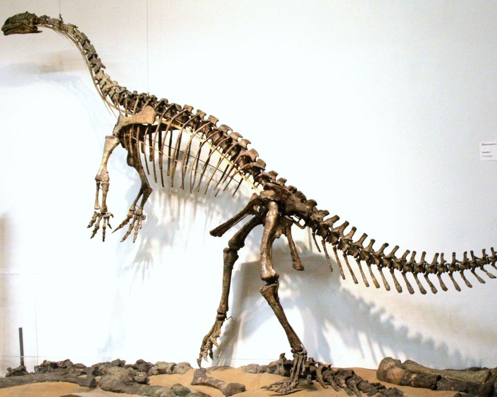 Plateosaurus