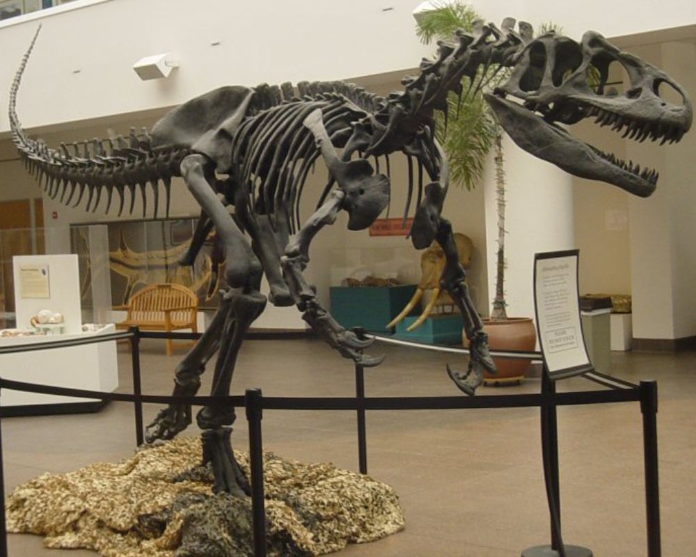 Allosaurus
