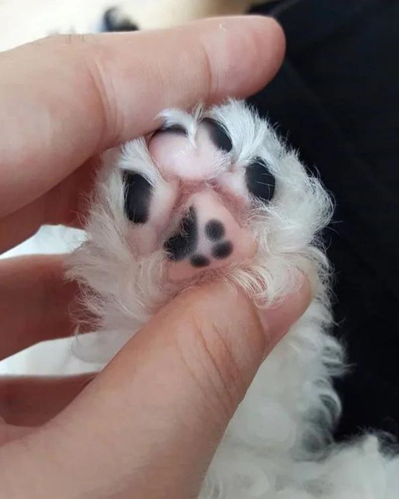 Paw in a Paw