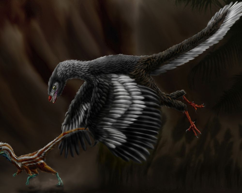 Archaeopteryx