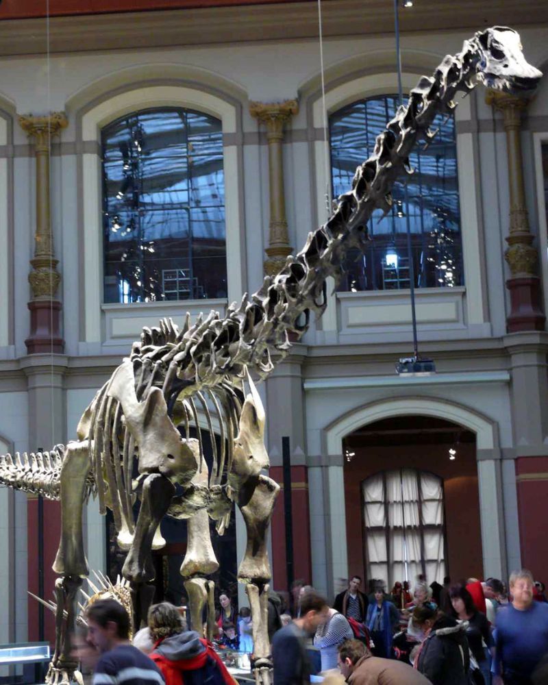 Diplodocus