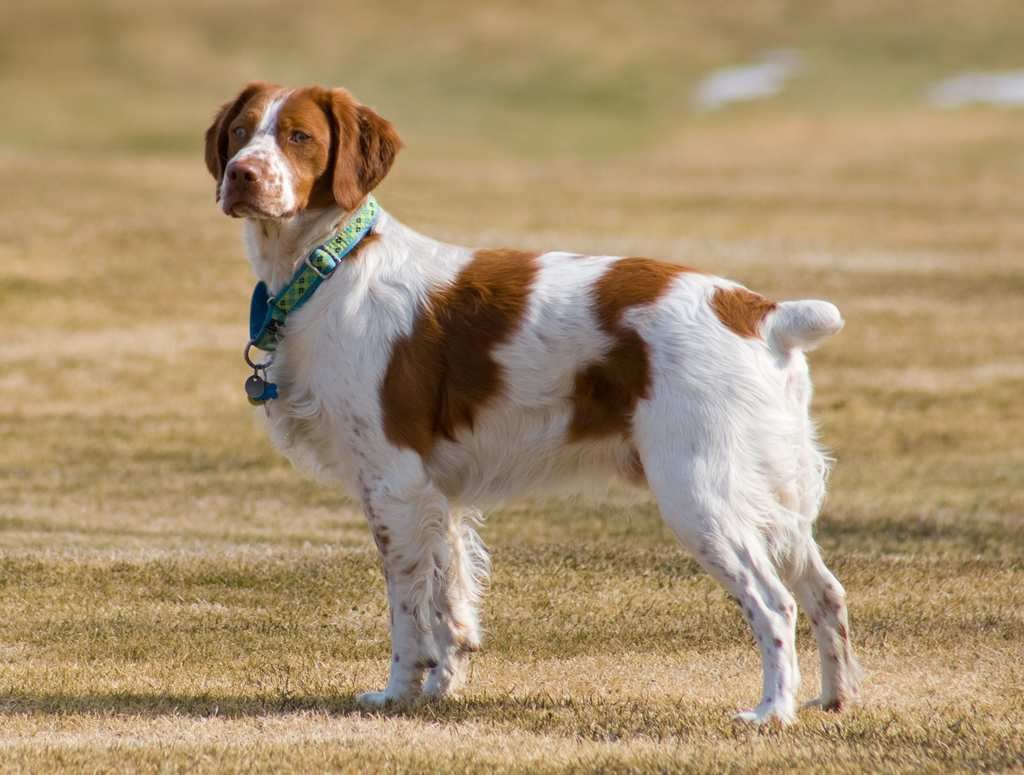 Brittany Spaniel
