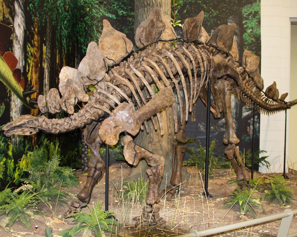 Stegosaurus