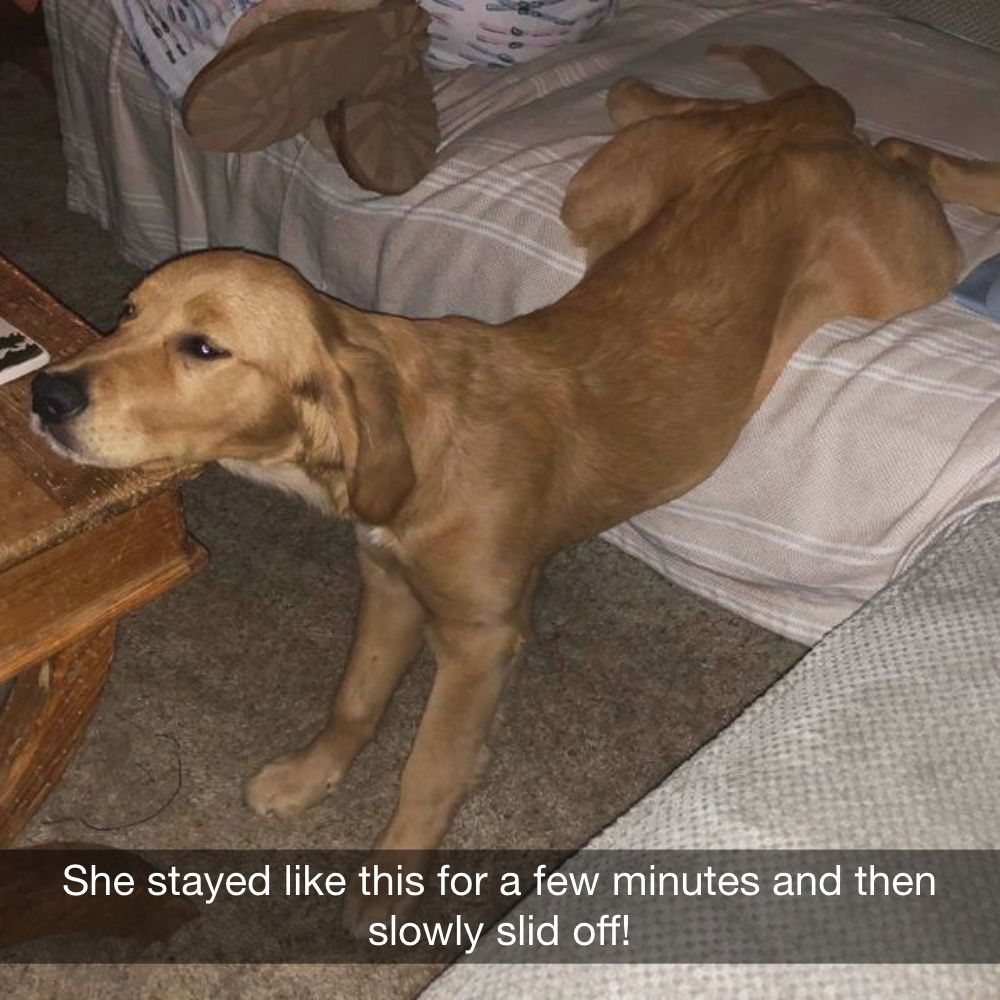 40+ Pets Who Made Their Owners Laugh - thefashionball.com