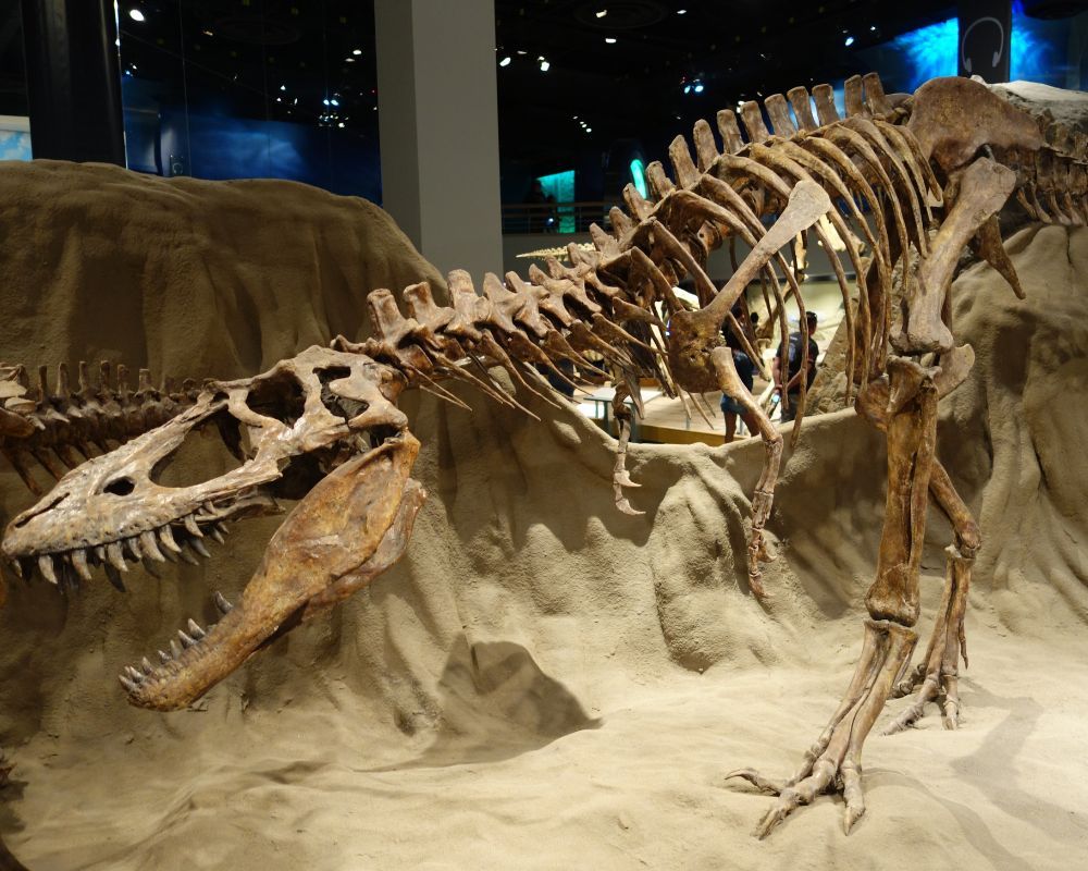 Albertosaurus