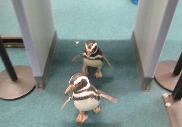 The Penguins Have Arrived