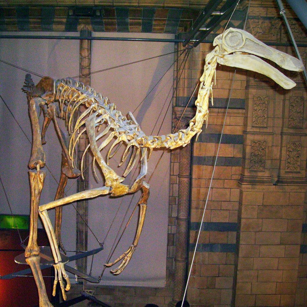 Gallimimus