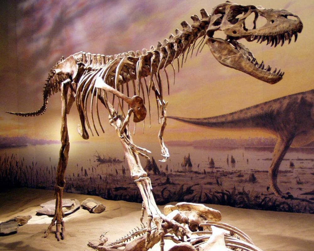 Gorgosaurus