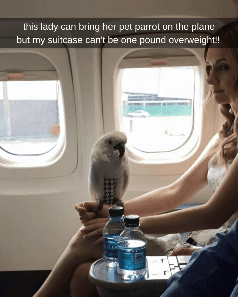 License to Fly