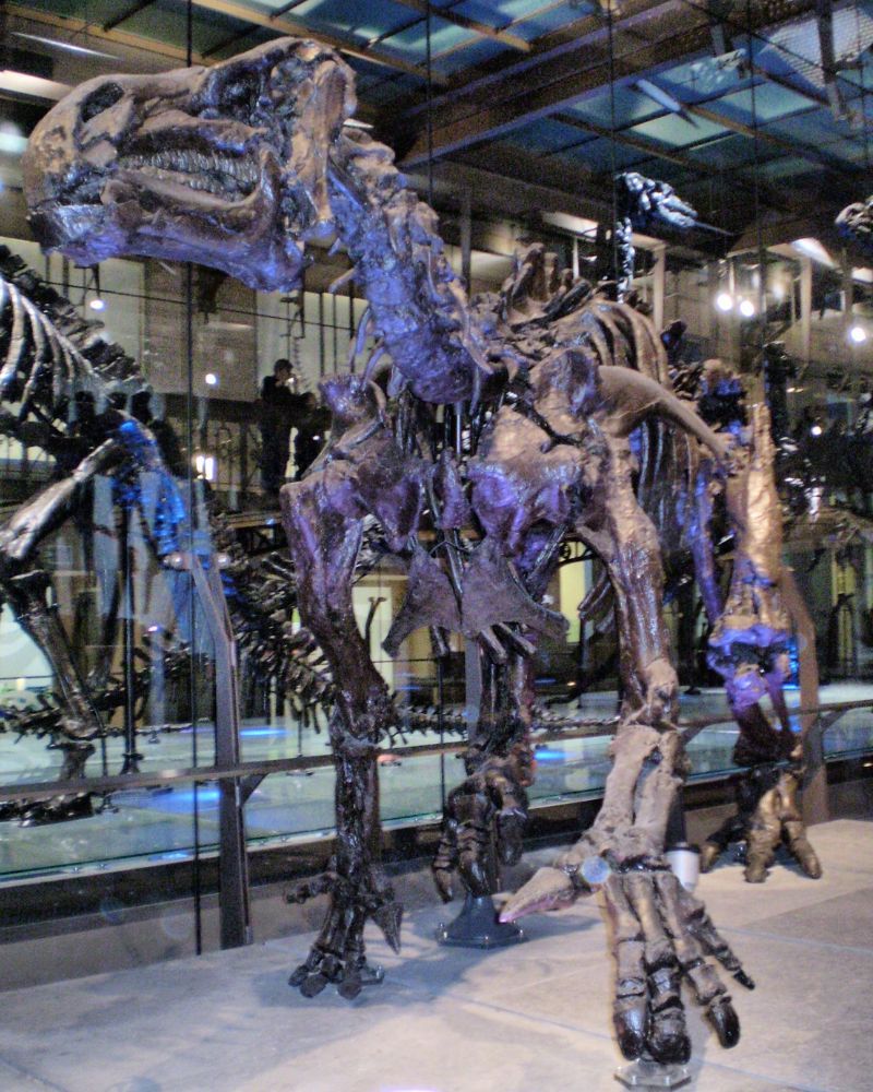 Iguanodon