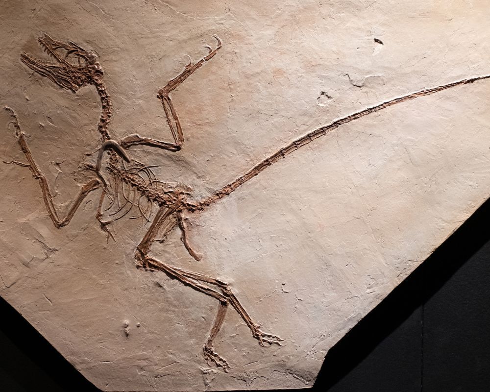 Microraptor