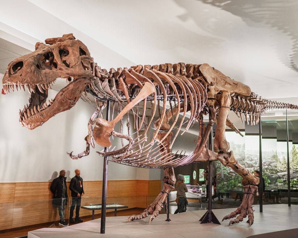 Tyrannosaurus Rex