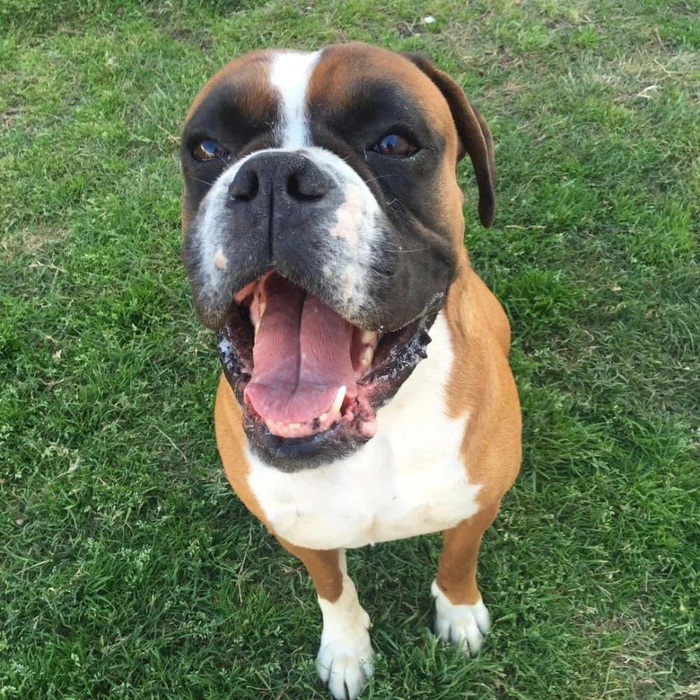 Boxer