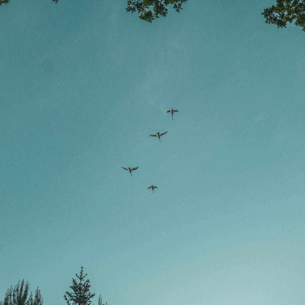 Deterring the Birds
