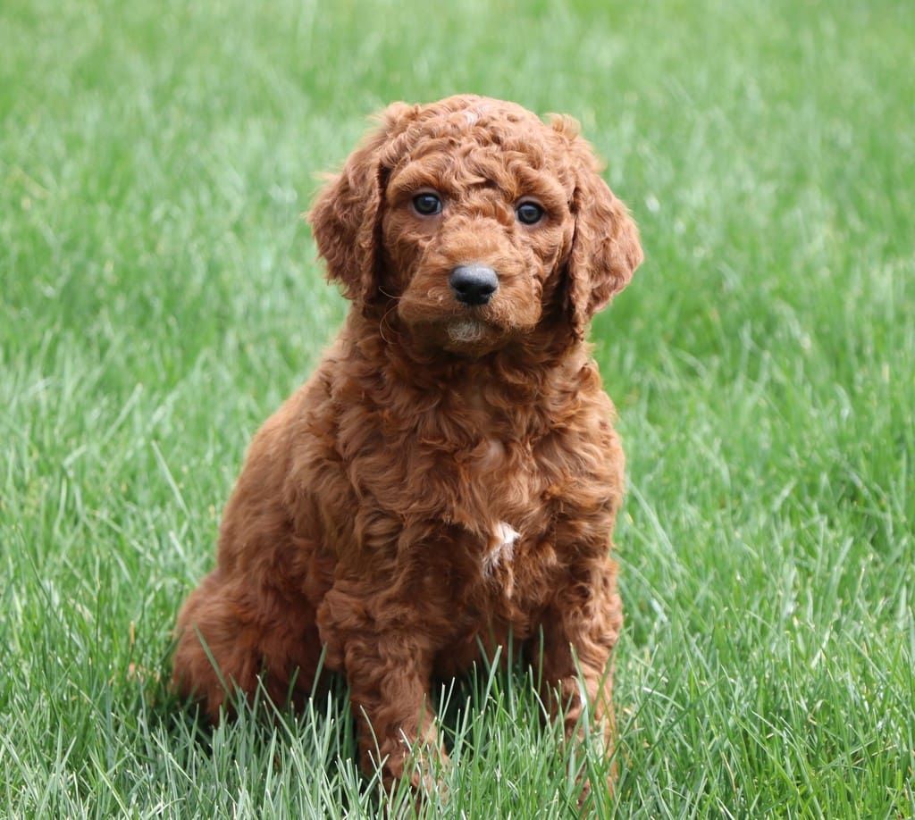 Poodle
