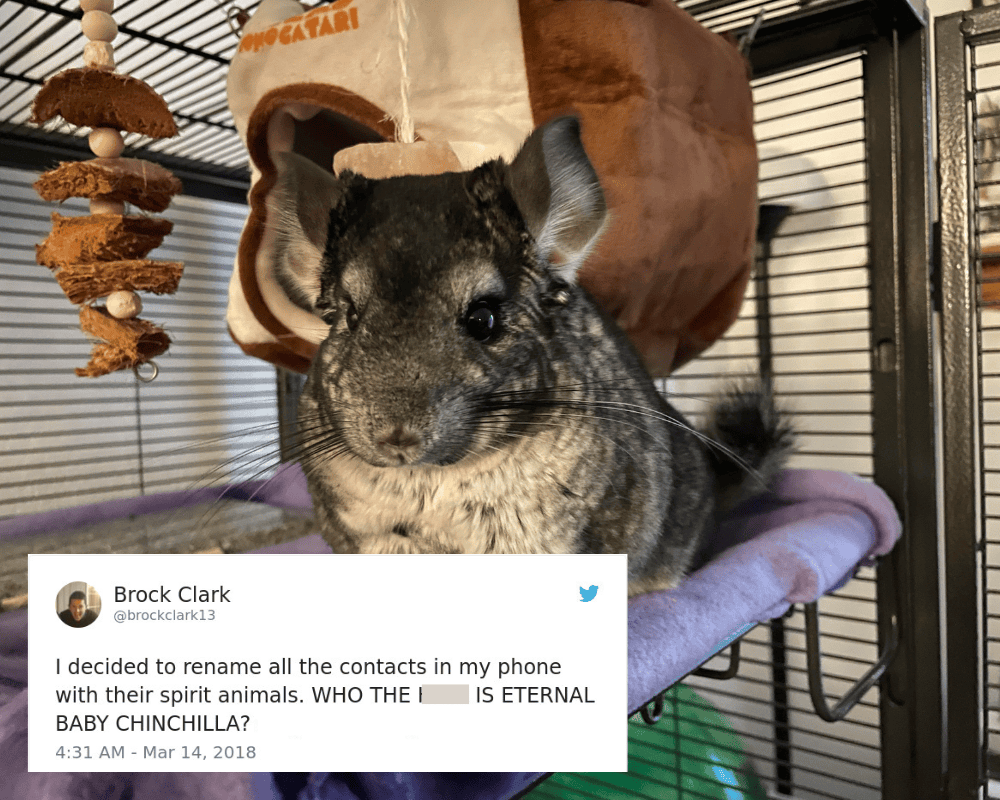 Eternal Baby Chinchilla