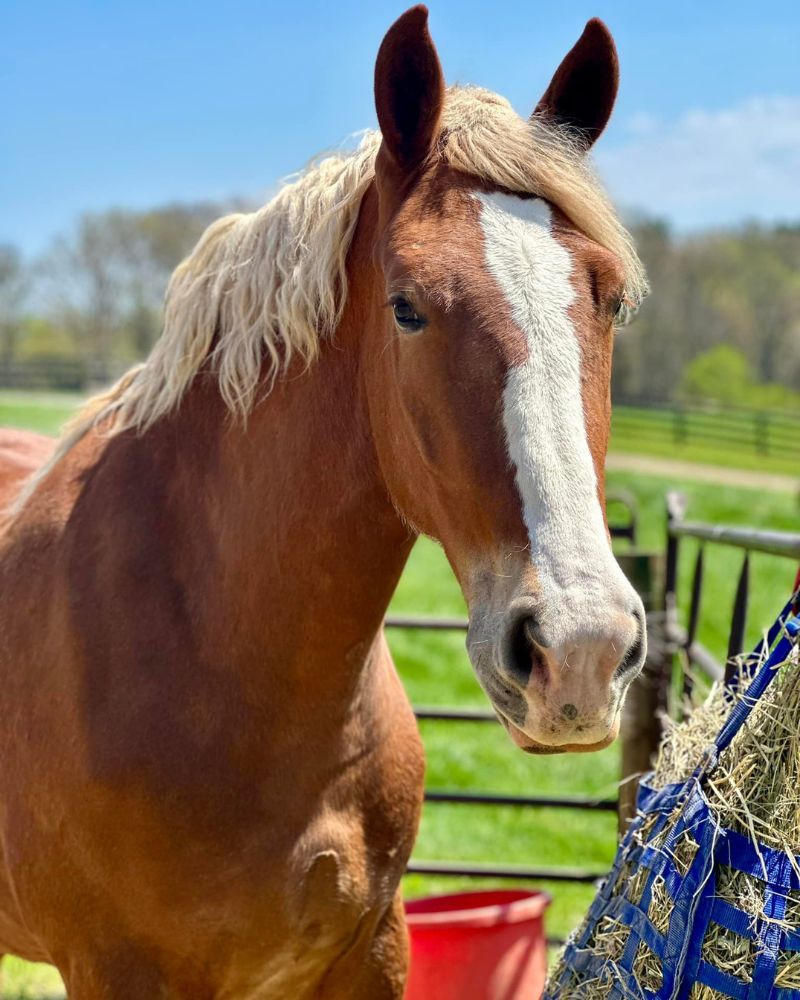 Le cheval parfait