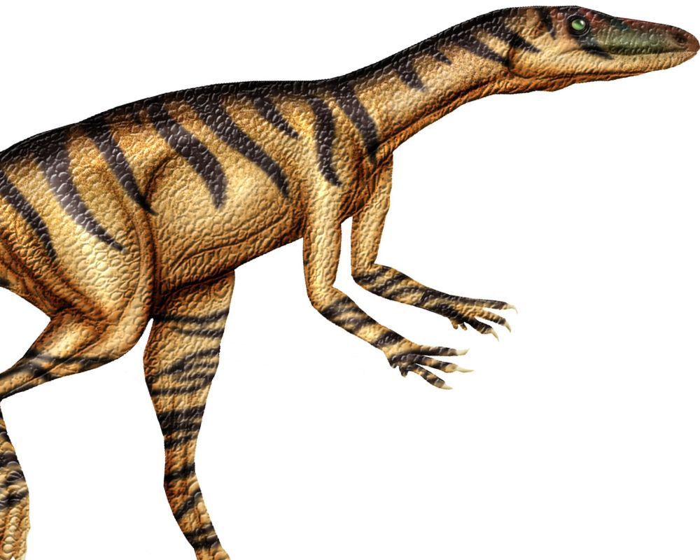 Alwalkeria