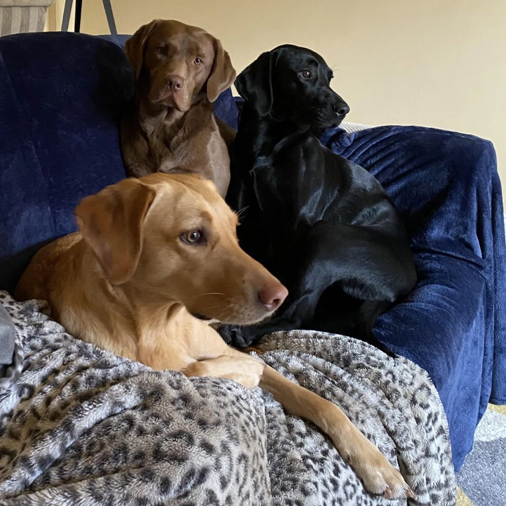Lola’s Owner Was Concerned
