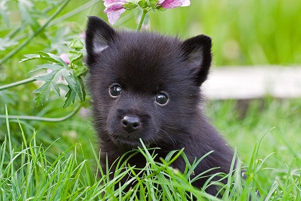 Schipperke