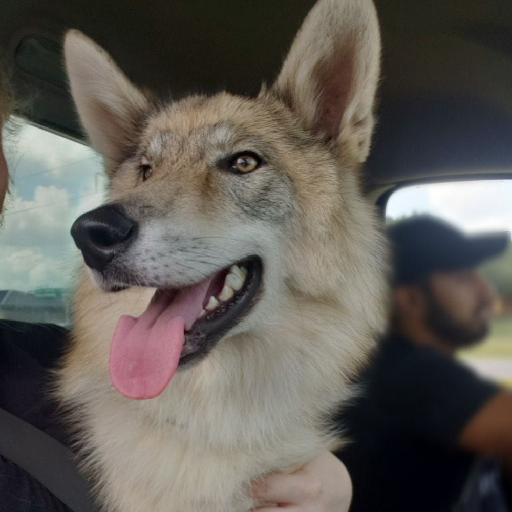 Wolf Hybrid