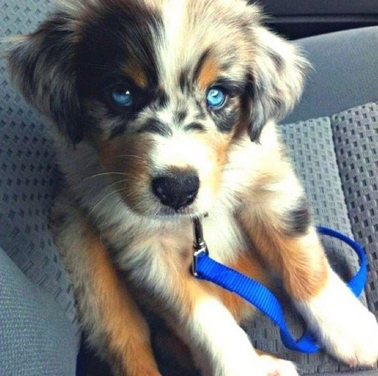 Australian Shepherd