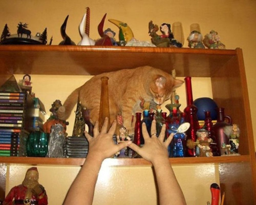 Cat's Out of the Bag