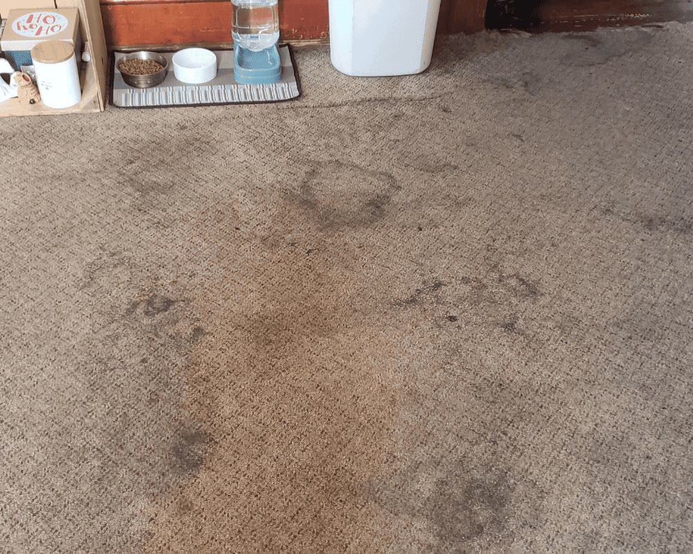 Use a Pet Cleaner