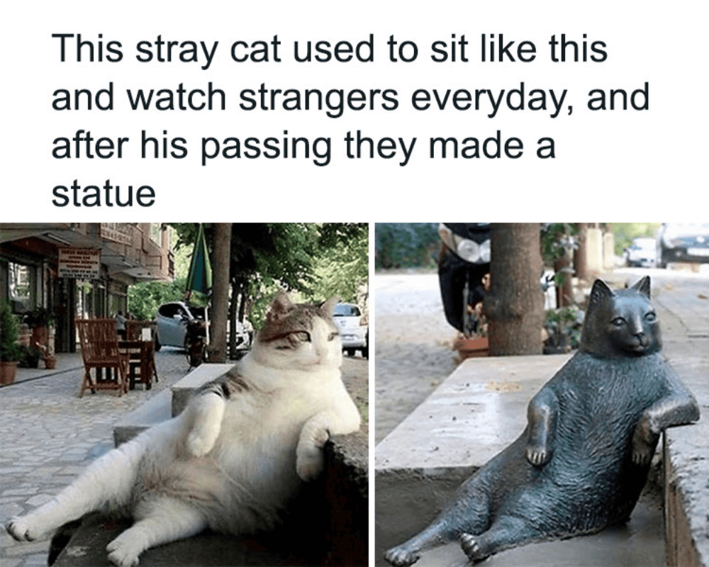 Um Felino Imortal