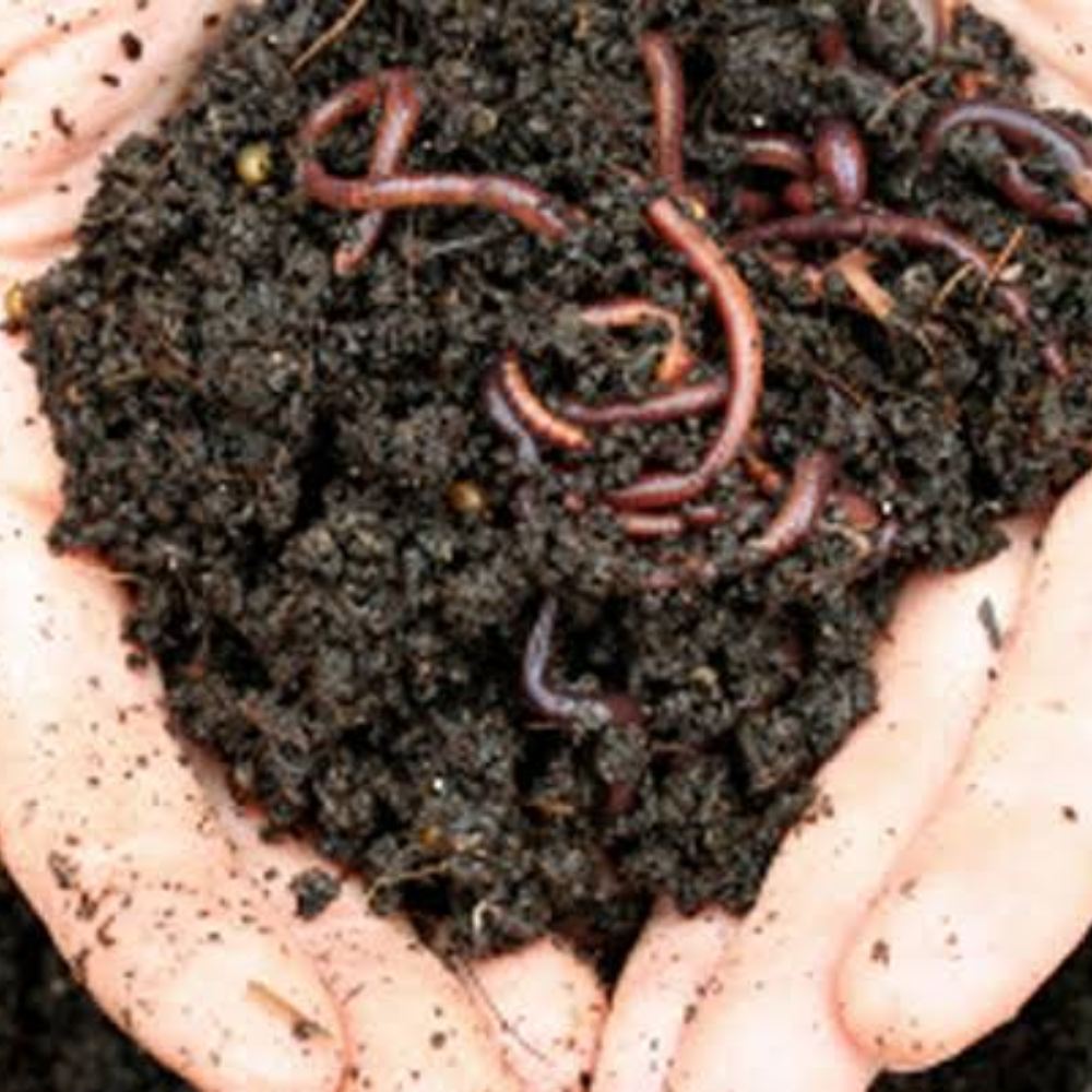 Crocodile Dung as a Contraceptive