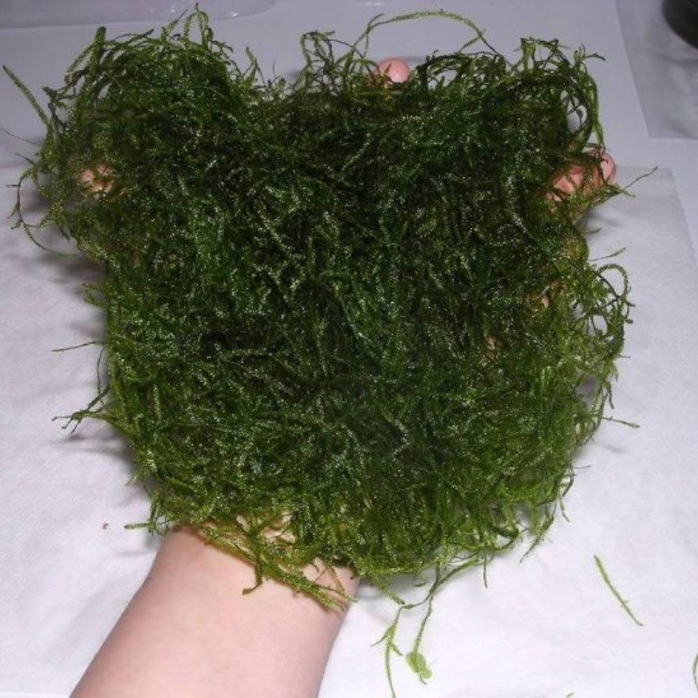 Makeshift Sanitary Pads