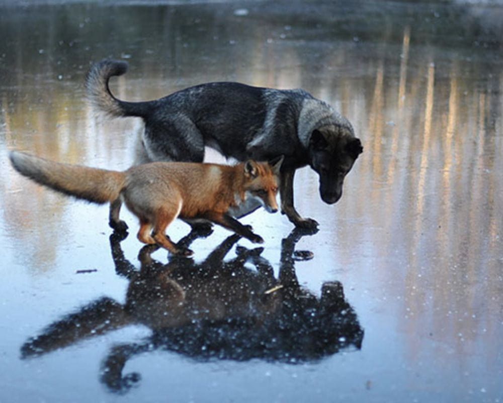 Tinni and Sniffer