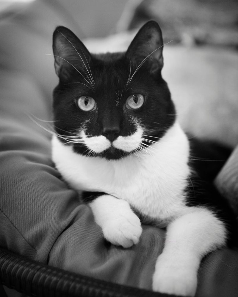 Mustachioed Man