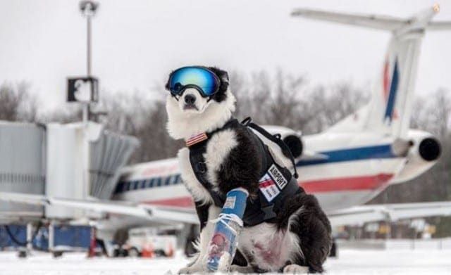 Runway Patrol