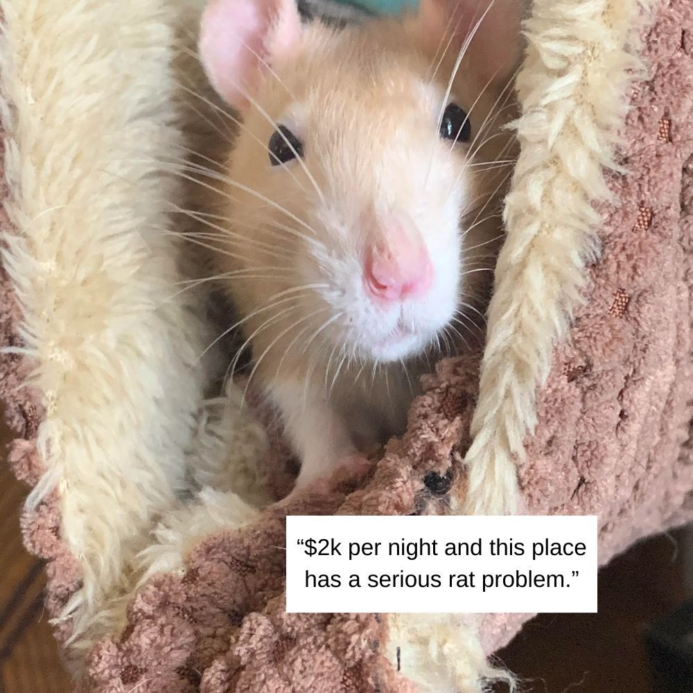 A Serious Rat Problem