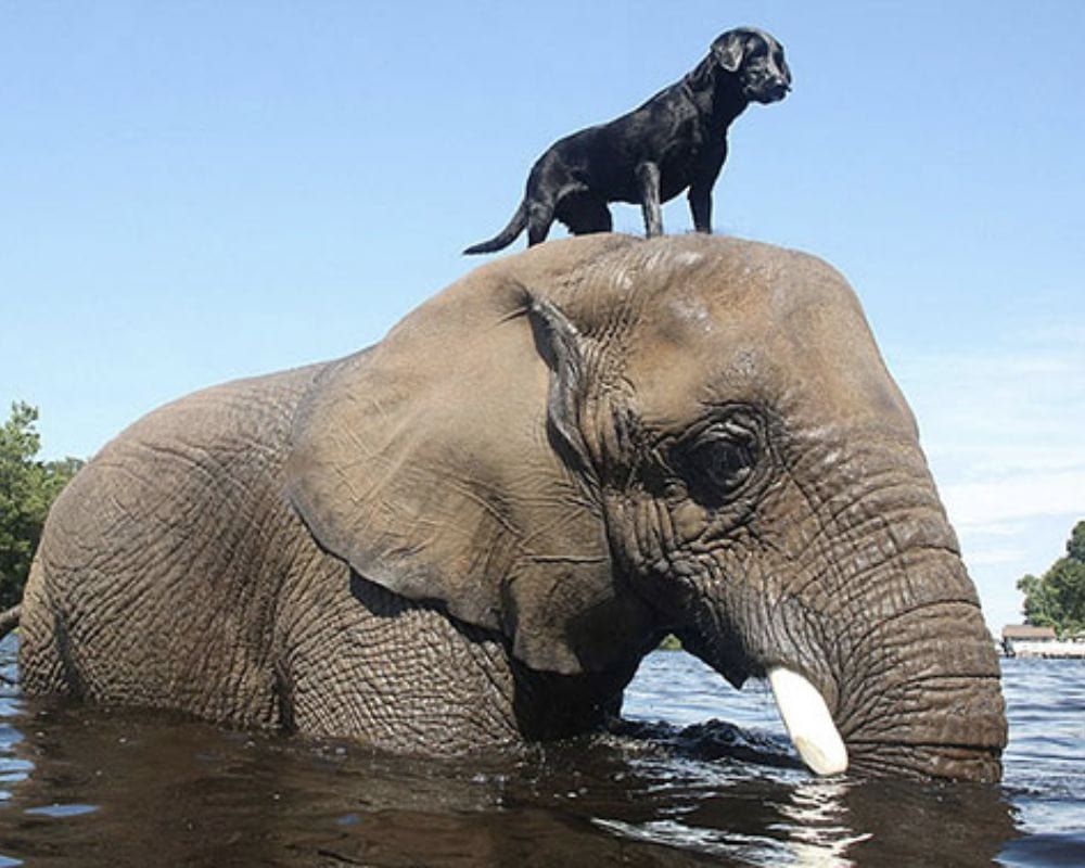Bubbles and Bella