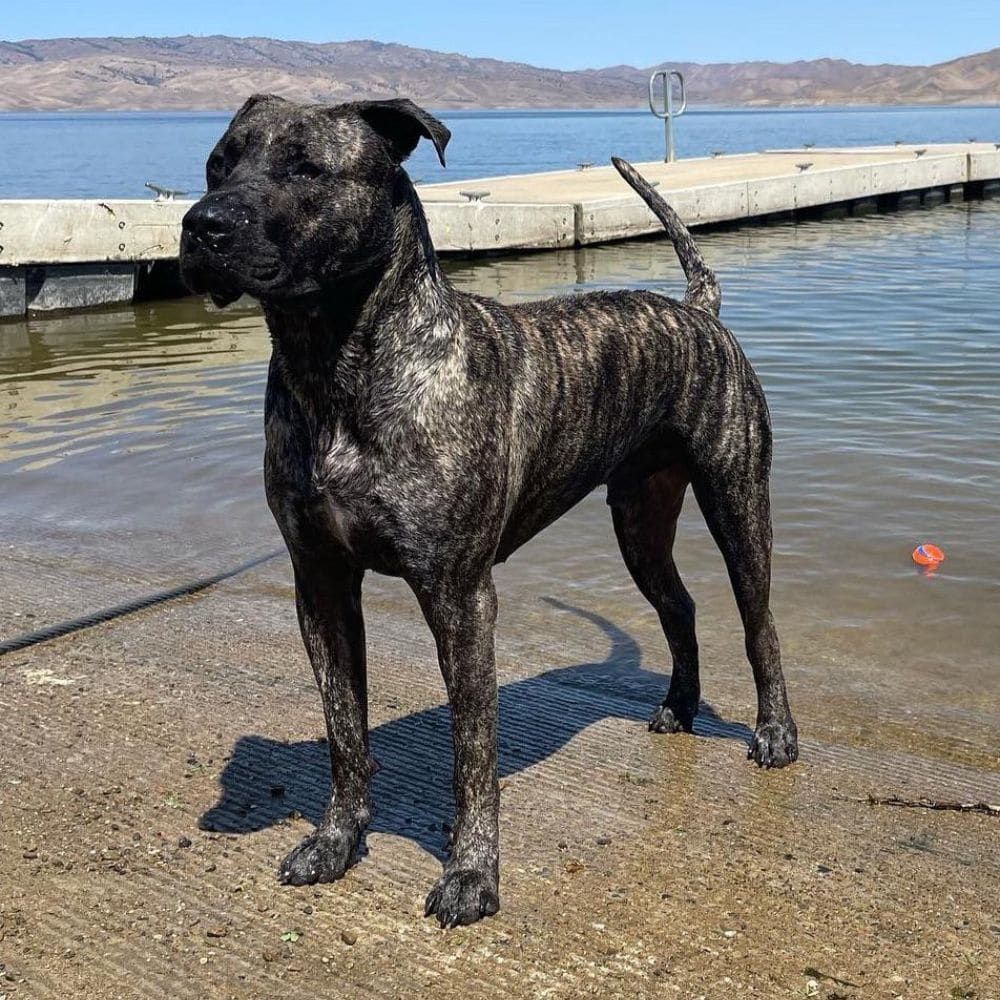 Presa Canario