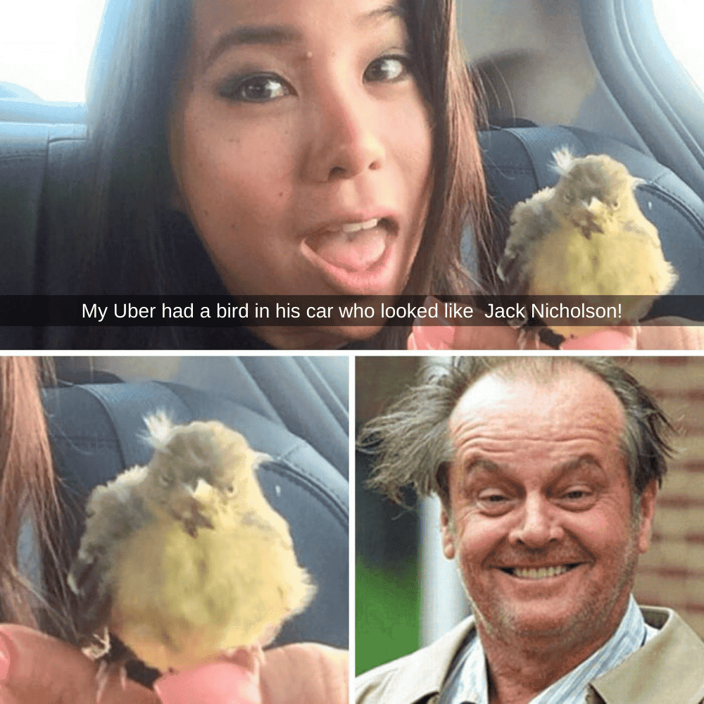 A Little Birdy