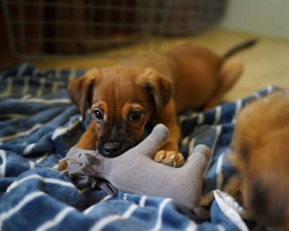Incorporating Stuffed Animals