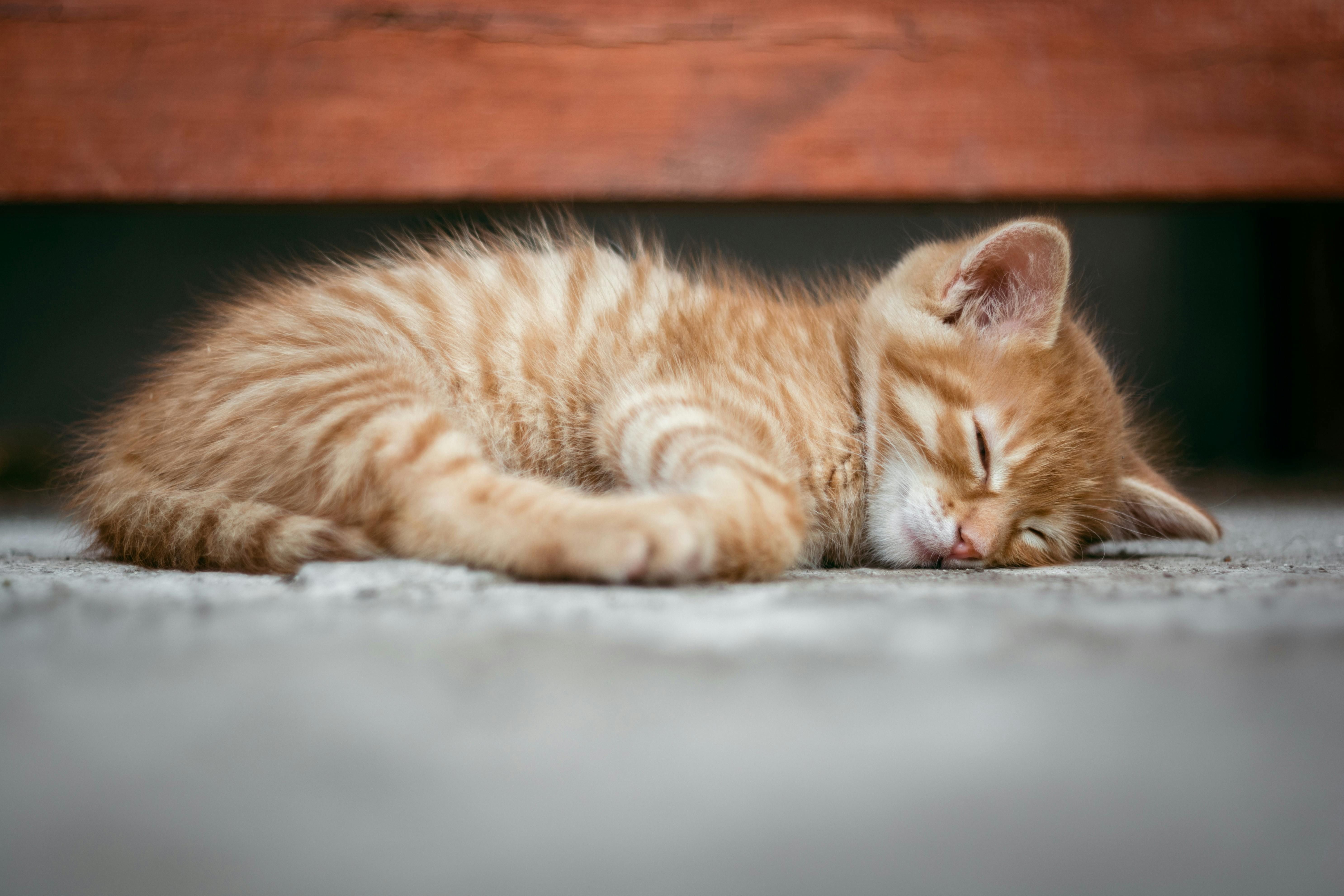 Why Tiny Things Feel Safe and Manageable
