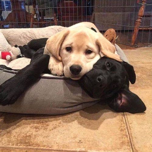 Dog Gives Birth — When the Vet Sees Them, He Says, "Those Aren't Puppies"