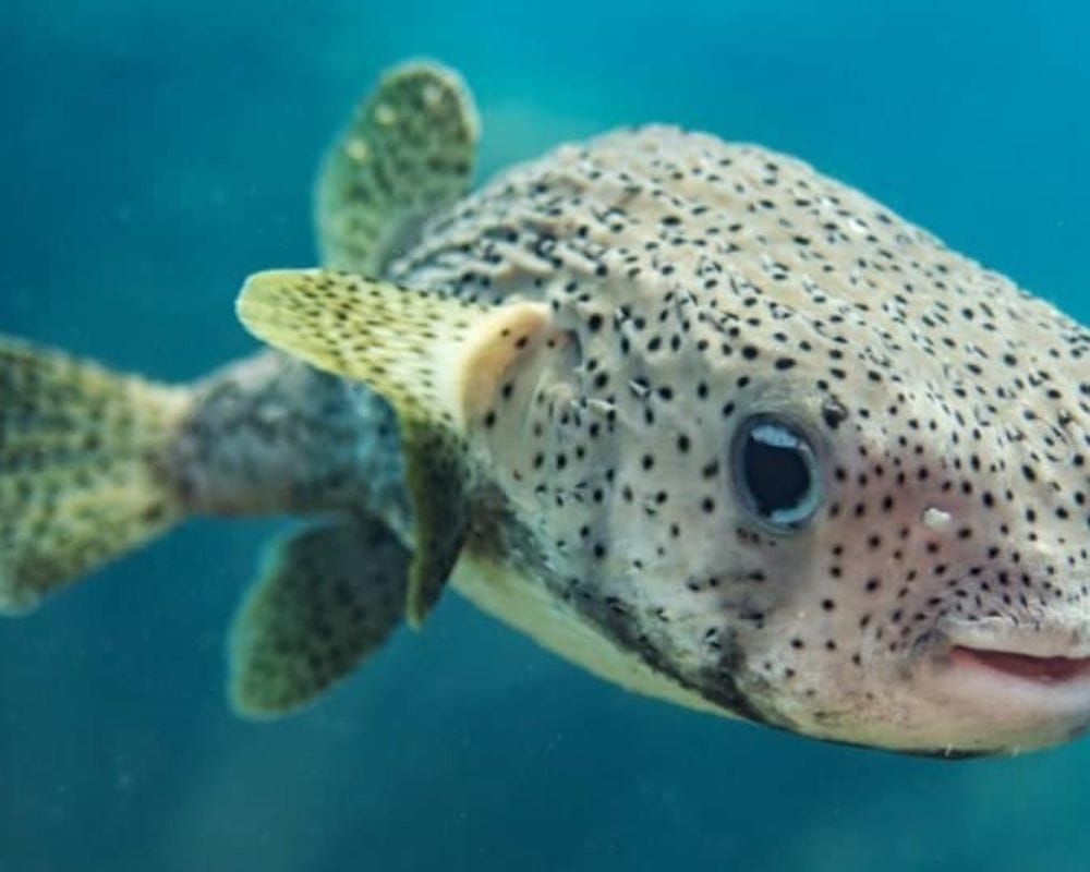 Pufferfish