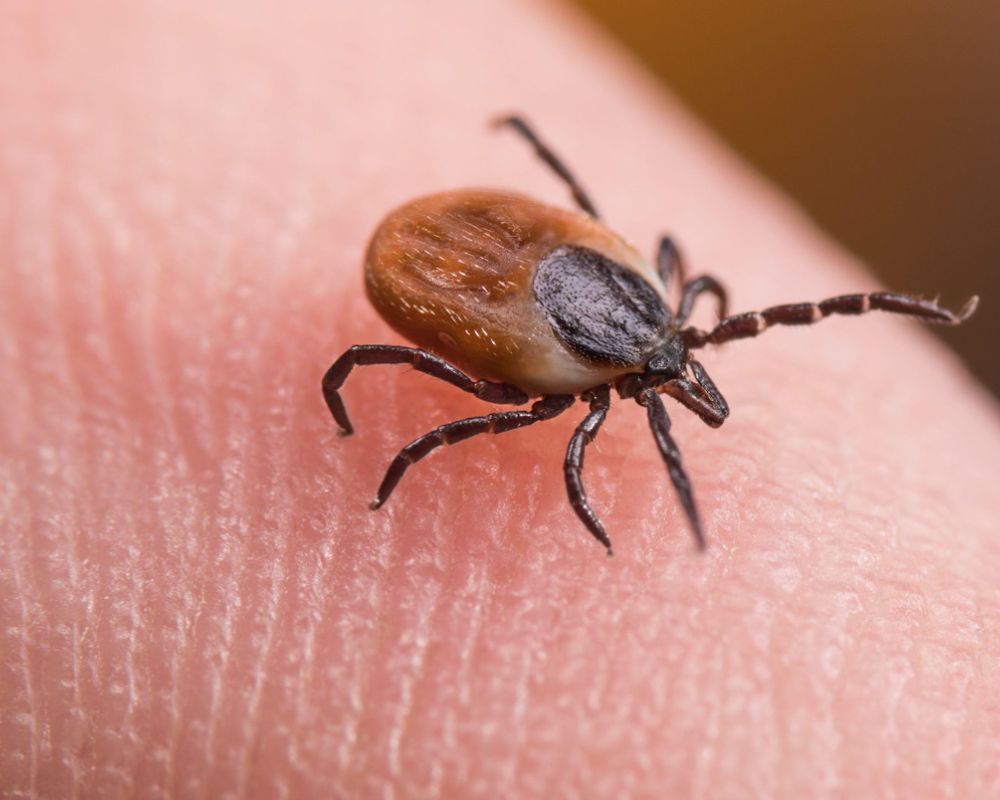 Ticks