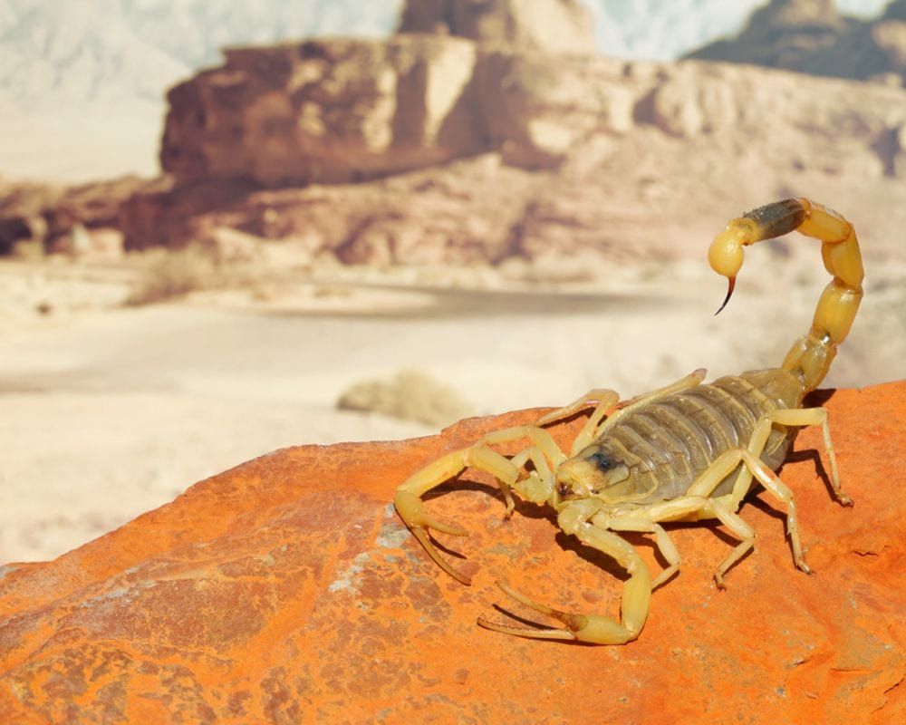 Deathstalker Scorpion