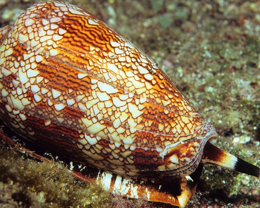 Predatory Cone Snail