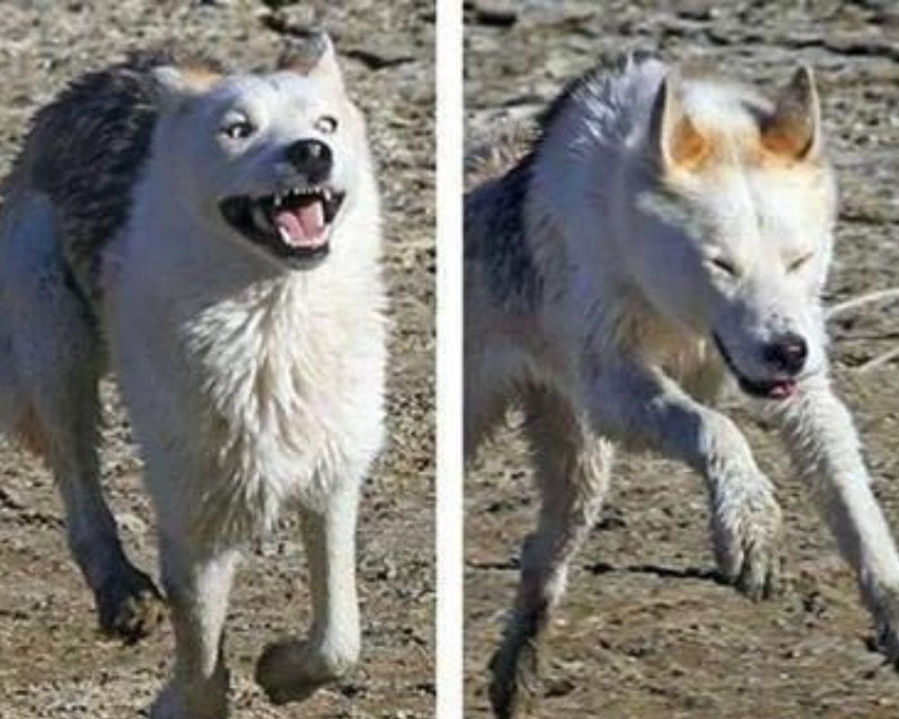 Descended From Wolves