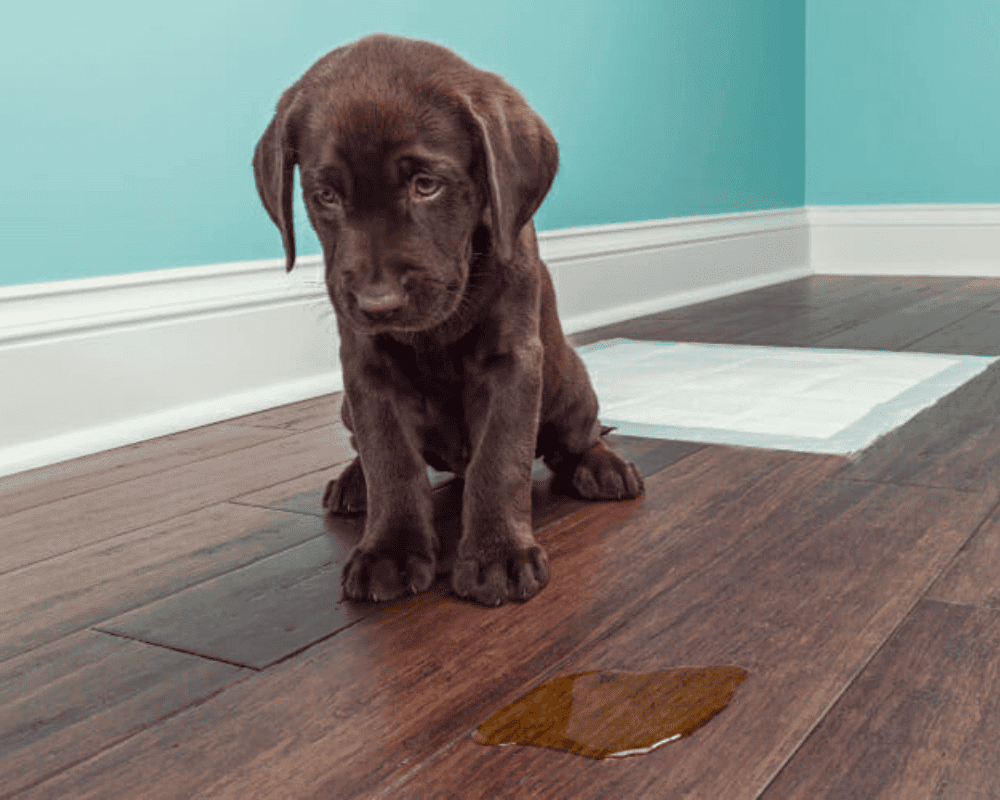Pet Training